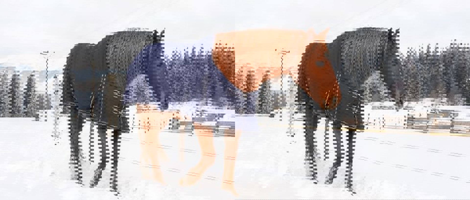 Brown Horse Walking In Snow Min